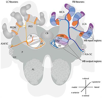 Neural Organization of A3 Mushroom Body Extrinsic Neurons in the Honeybee Brain